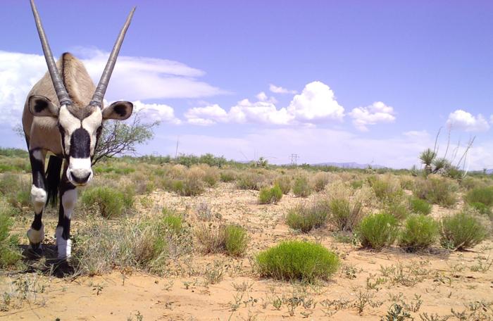 Gemsbok