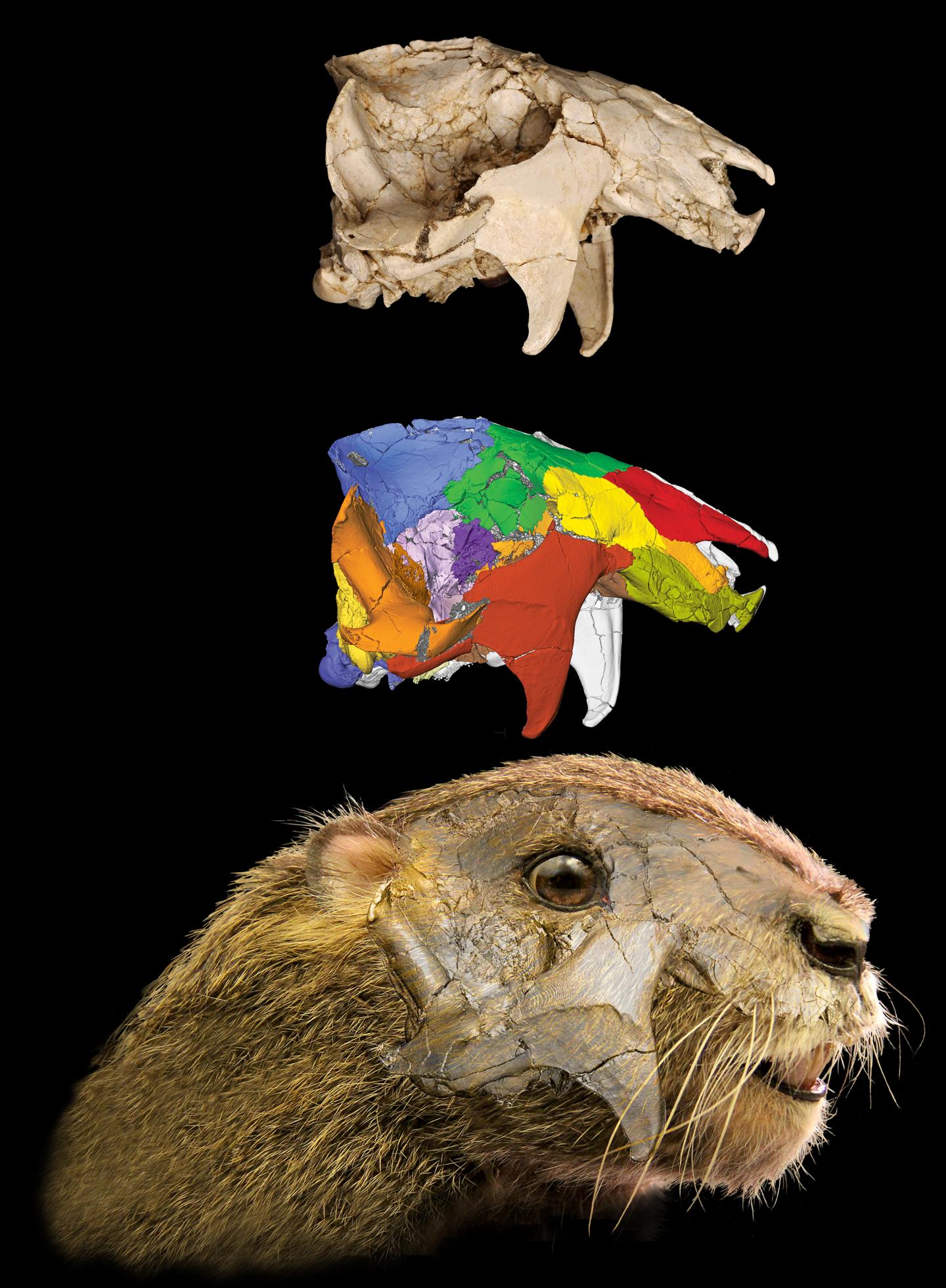 <i>Vintana sertichi</i>