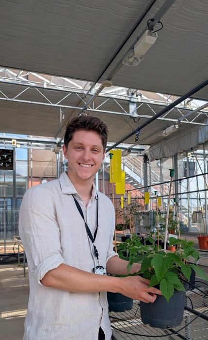 Raspberry Plant in Glasshouse