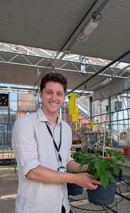 Raspberry Plant in Glasshouse