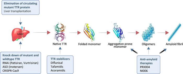 Pharmacotherapeutic strategies targeting the fundamental pathobiology of ATTR.