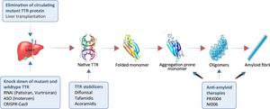 Pharmacotherapeutic strategies targeting the fundamental pathobiology of ATTR.