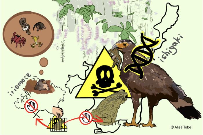 The eagles resistant to poisonous toads