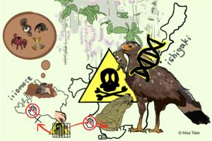 The eagles resistant to poisonous toads