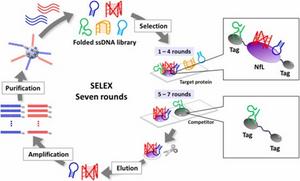 SELEX technology to generate NfL-specific DNA aptamers for easy Alzheimer's detection