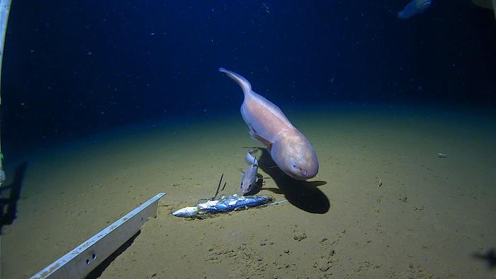 Bassozetus sp. at a 6600 m depth.