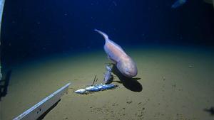 Bassozetus sp. at a 6600 m depth.