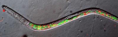 <i>C. elegans</i>