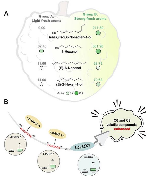 Variation in fresh aroma volatiles between two distinct groups litchi cultivars and a proposed working model of LcARF17/RARP2-4-LcLOX7 in regulating fresh aroma biosynthesis in litchi.