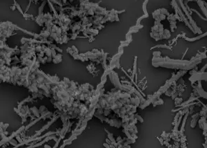 Microbes found in the vents.