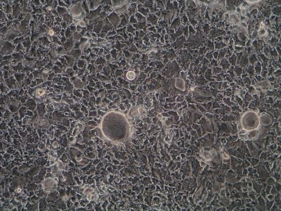 Gut Cells