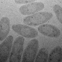 Bacteria with Gold Nanoparticles
