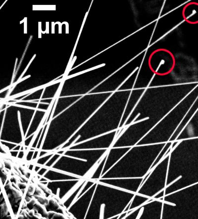 Chemists Measure Copper Levels in Zinc Oxide Nanowires (2 of 2)