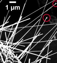 Chemists Measure Copper Levels in Zinc Oxide Nanowires (2 of 2)