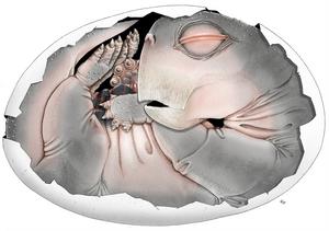 Lystrosaurus embryo within its partially preserved shell