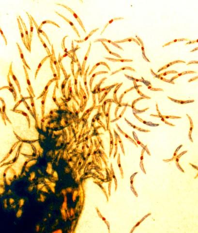 Malaria Sporozoites