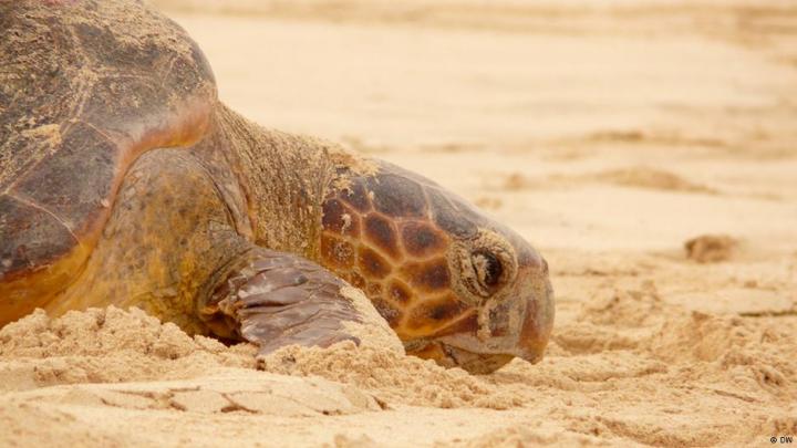 Sea Turtle