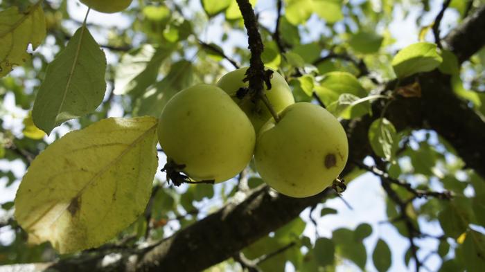 Wild apples. Courtesy NYUAD