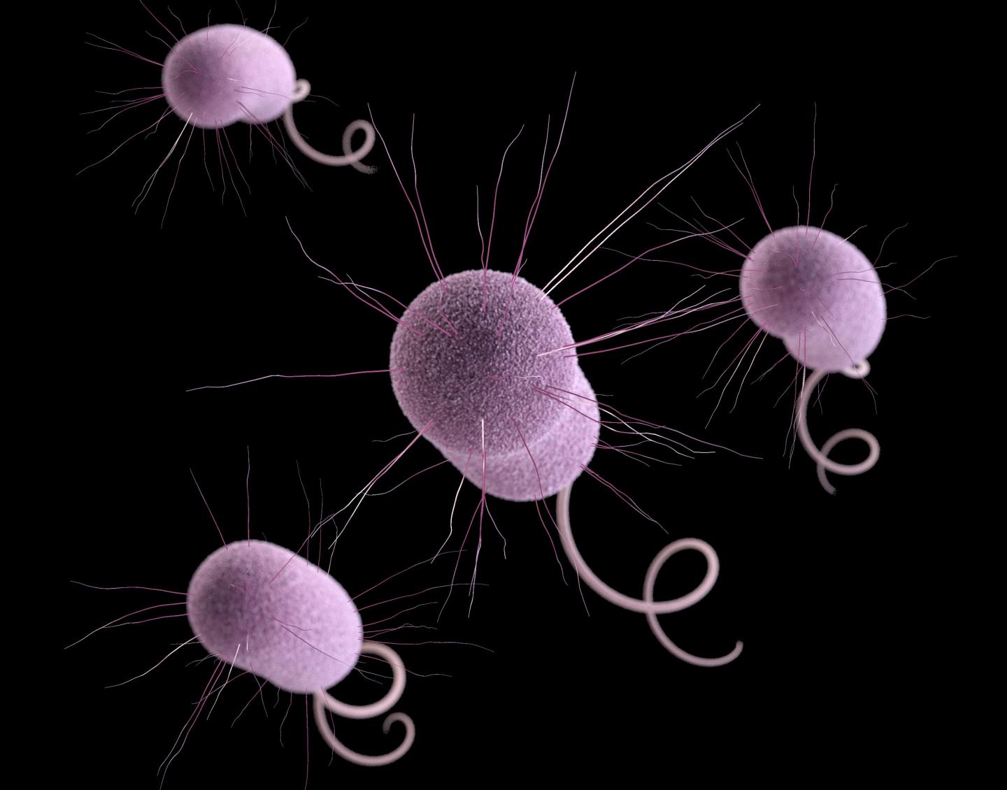 <em>Pseudomonas aeruginosa</em>