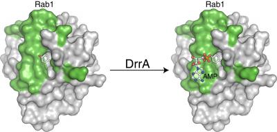 Rab1 Protein
