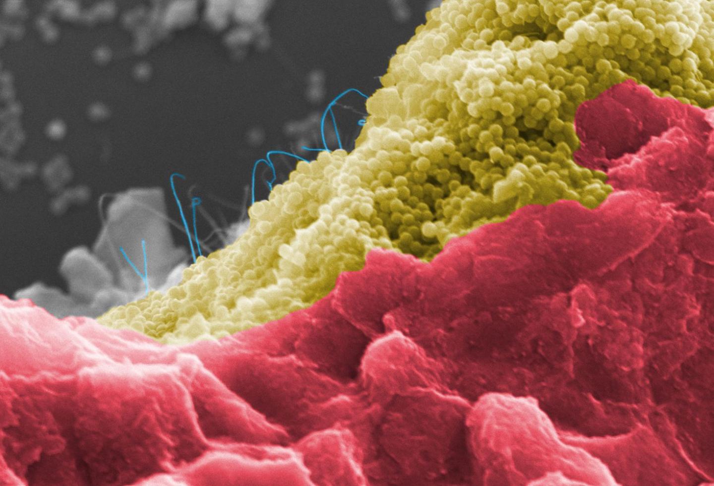 Programmable Nests for Cells