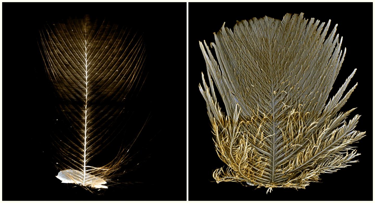 A Sample Surface with and without Gold Coating