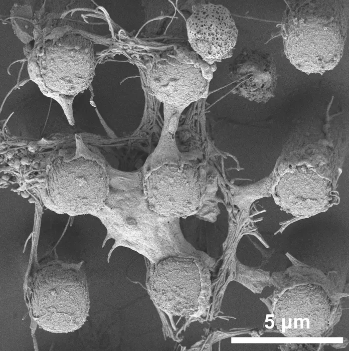 Models axons imaged with scanning electron microscope