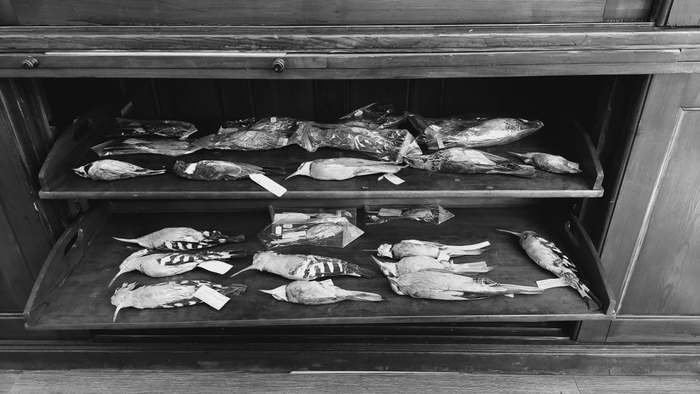 The bird skin collection of the Zoological Museum of Babeș Bolyai University