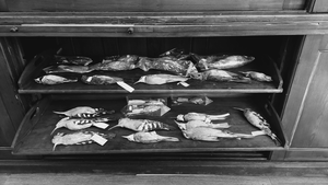 The bird skin collection of the Zoological Museum of Babeș Bolyai University