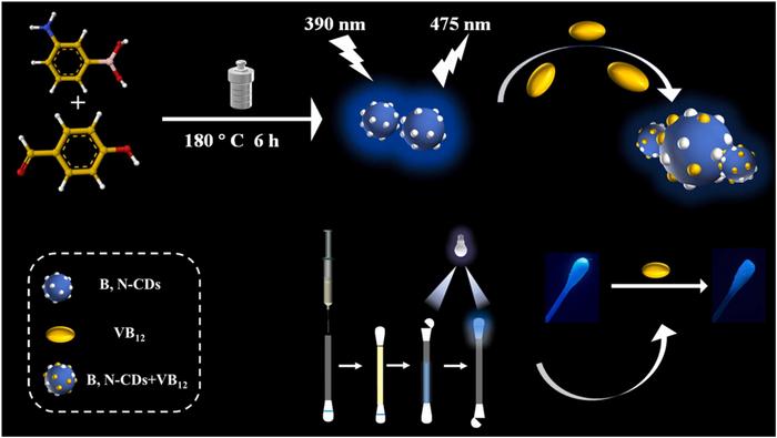 Fluorescence quenching mechanism of B,N-CDs for vitamin B12 detection