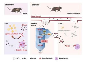 Short-term Physical Activity Reduces Metabolic-associated Steatohepatitis by Promoting the Degradation of Branched-chain Amino Acids in Skeletal Muscle