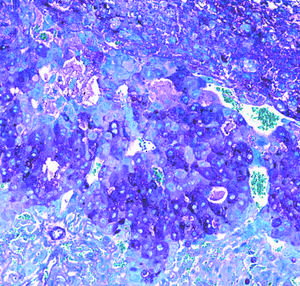 Microscope image of mouse placenta