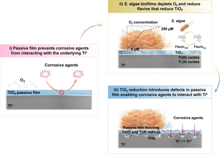 Marine bacteria weaken titanium’s protective oxide layer through electron transfer