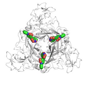 The human P2X4 receptor