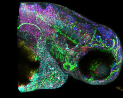 5-D imaging through new Hyper-Spectral Phasor analysis