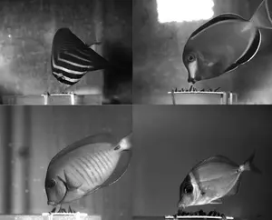 Surgeonfish in aquaria