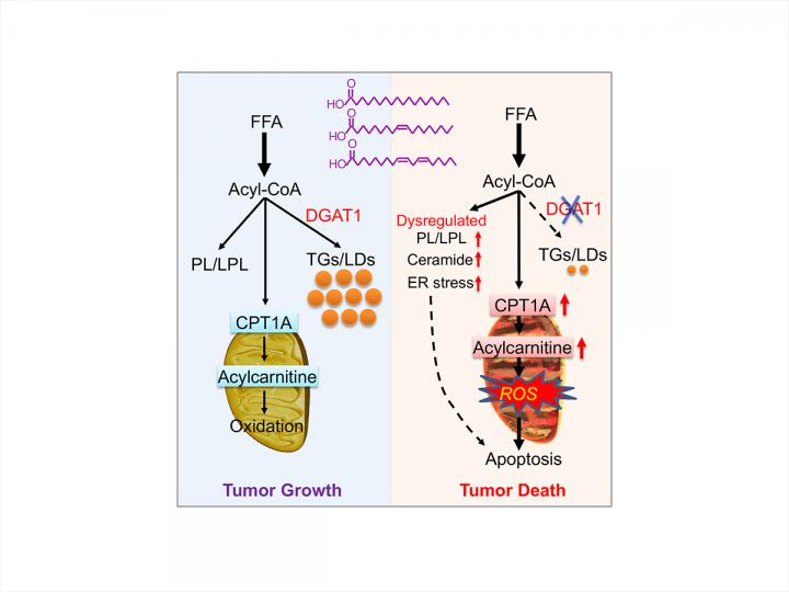 Illustration of blocking fat storage for GBM