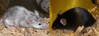 New Mouse Model of Depression