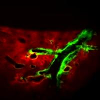 Movie of Mouse Lung