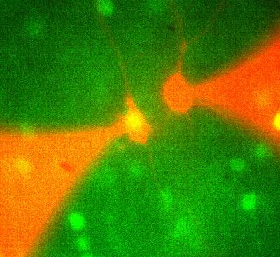 Active Neurons in the Neocortex
