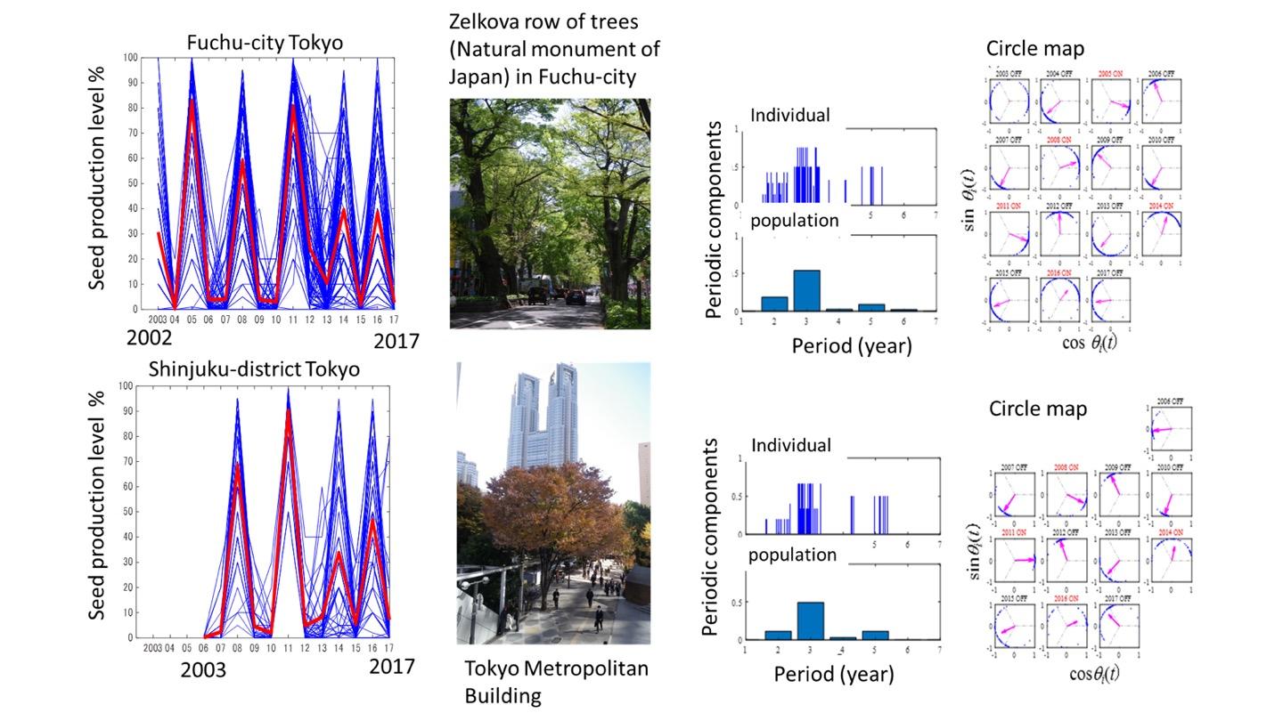 Zelkova Trees 