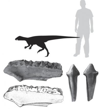 Lower Jaw and Complete Tooth of 1 of the Small Ornithopods