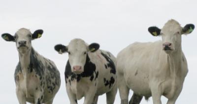 Emotions Help Animals to Make Choices