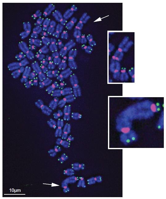 Damaged Telomeres Get Stuck Together