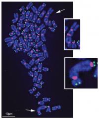 Damaged Telomeres Get Stuck Together