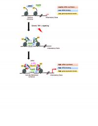 Model of eRNA-BRD4 Interaction