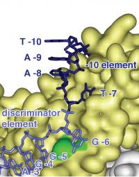 Discriminator Element (2 of 2)
