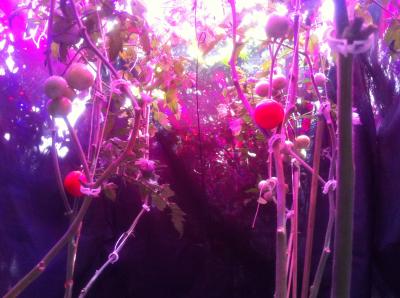 LED Tomato