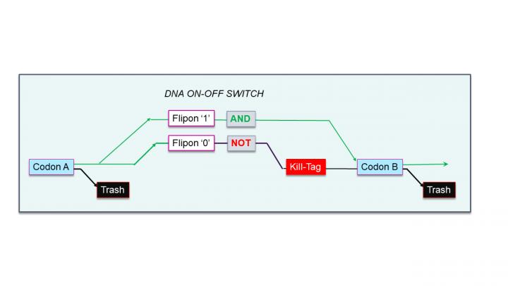 Flipon Logic Gates