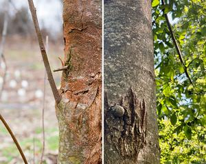 American chestnut with blight